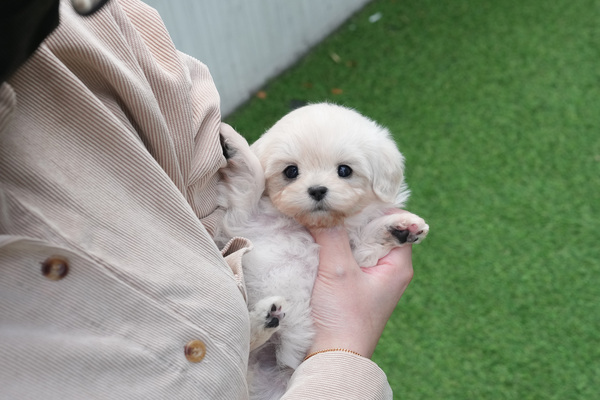 말티푸_남_대성독하우스(17) 35.jpg