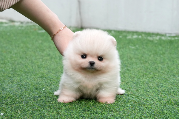 포메_여_장군이(20) 40.jpg