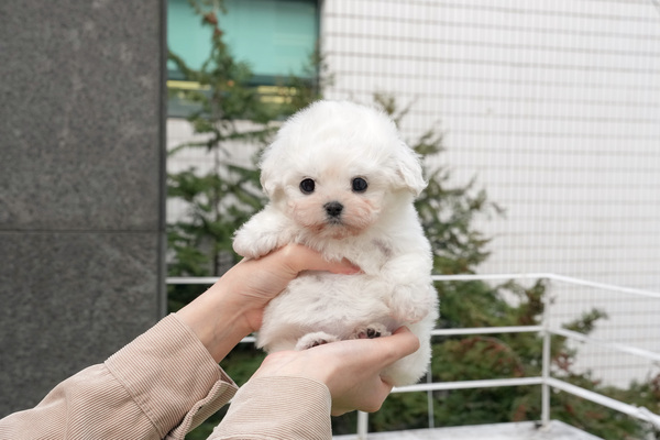 비숑_여_애니멀킹덤(35) 55.jpg