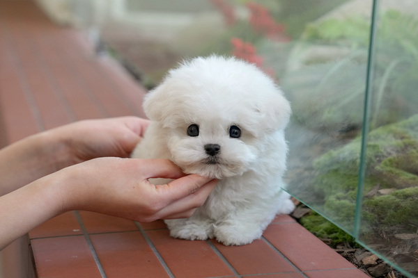 비숑_전화문의_남_glory star(50).jpg