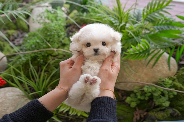 비숑_45_여_삼광(27).jpg