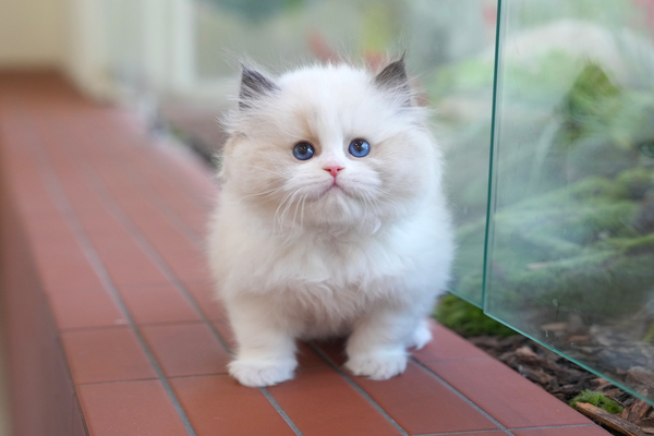 랙돌_240_여_청양수경(81)_Cfa 혈통서 발급가능.jpg