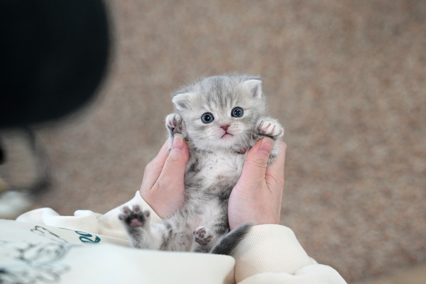 폴드_55_여_냥이와양이(19).jpg