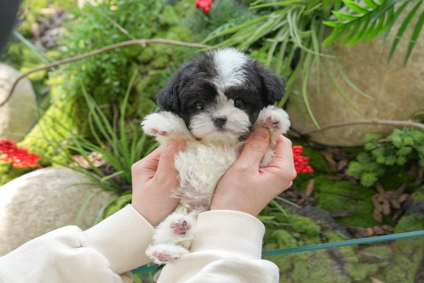 말티푸_전화문의_남아_전라남도 영광군_9.jpg