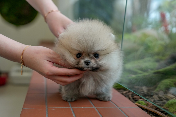 [포메라니안_남아_신둠팜_20} 40.jpg