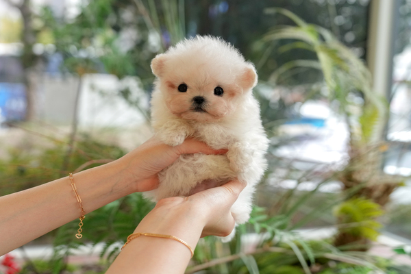 [미니비숑_남아_뭉치켄넬_27} 45.jpg